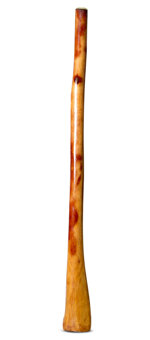 Gloss Finish Bell Didgeridoo (TW1113)